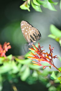 Close-up of butterfly pollinating on flower