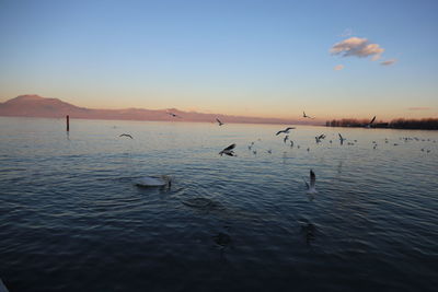 Birds swimming in lake at sunset