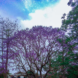 Low angle view of blooming tree against sky