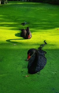 High angle view of birds on grass by lake