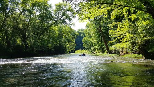 Scenic view of river in forest