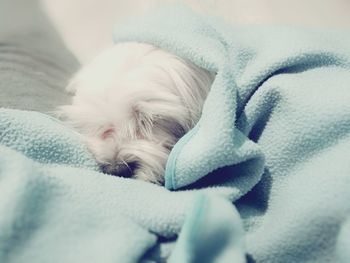 Close-up of dog sleeping