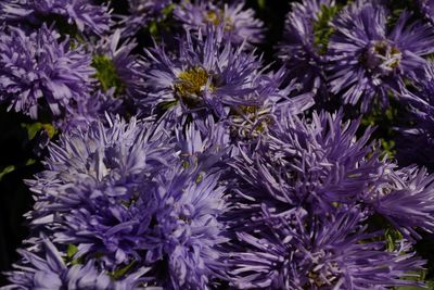 Close-up of purple flowering plants