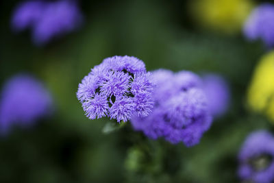 Close-up of purple flower against blurred background