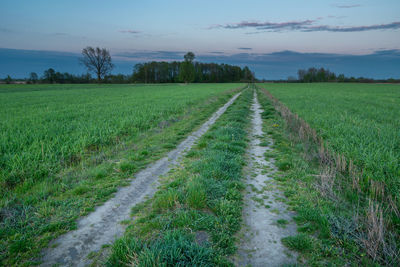 A dirt road between green fields and the evening sky