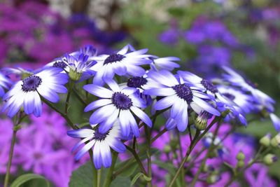 Close-up of purple flowering plants on field