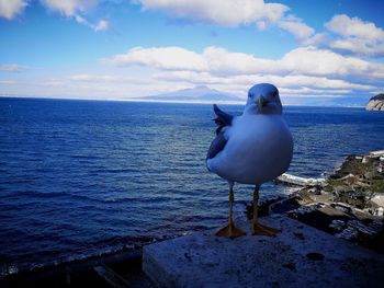 Seagull perching on a sea against sky