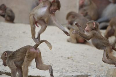 Playful monkey on ground