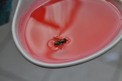 Close-up of insect in red liquid