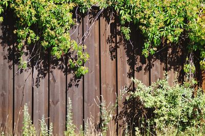 Close-up of plants on wooden fence