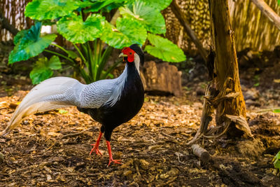 Duck standing in a field