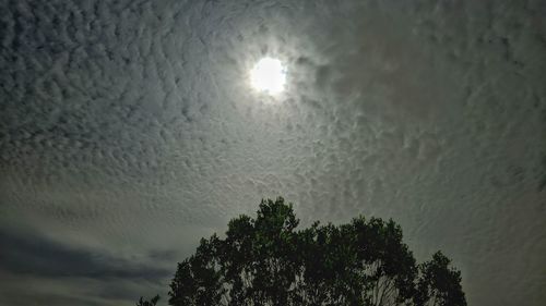 Low angle view of tree against sky at night