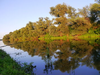 Reflection of trees in lake