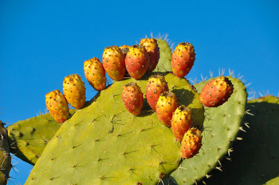 Close-up of prickly pear cactus against blue sky