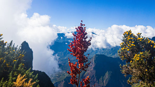 Low angle view of flowering tree against sky