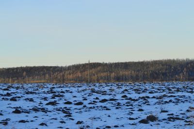 Trees on field against clear sky during winter