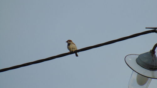 Low angle view of bird perching on cable against sky