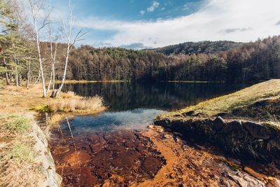 Scenic view of lake against trees in forest