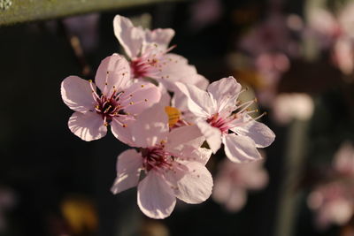 Close-up of pink blossoms in spring