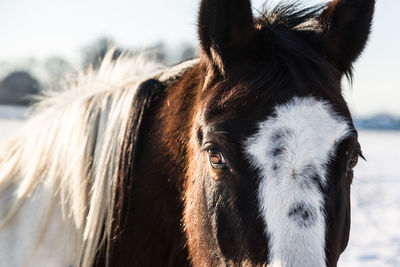 Close-up of horse against sky