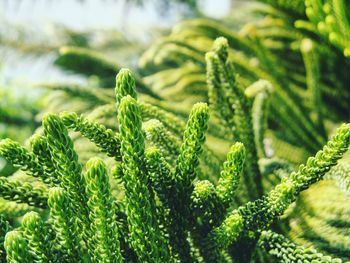 Close-up of plant