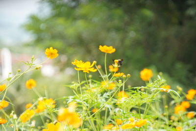 Close-up of yellow flowering plant on field