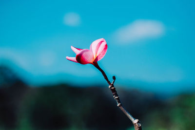 Close-up of pink rose flower