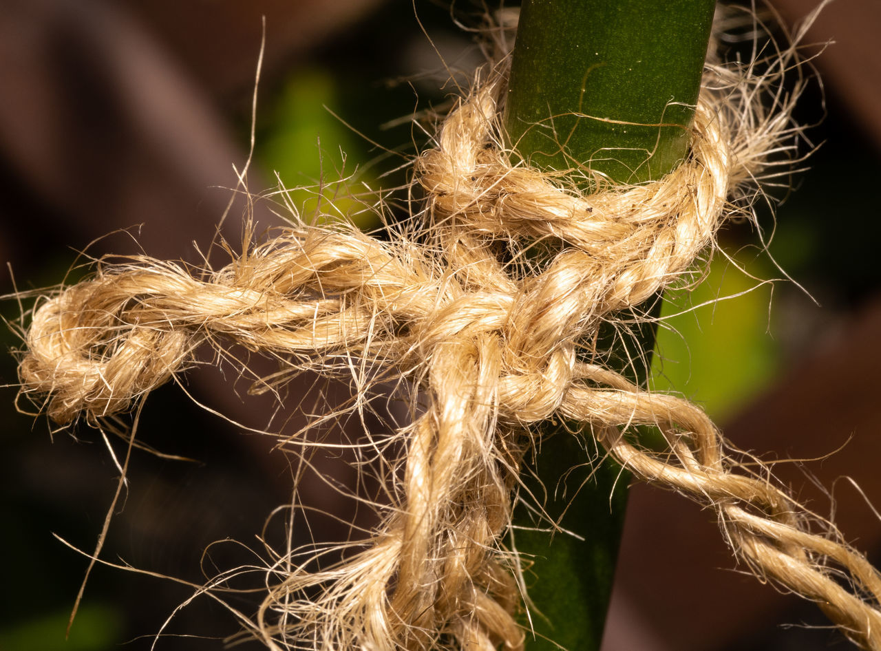 CLOSE-UP OF PLANT