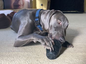 Dog lying on carpet at home
