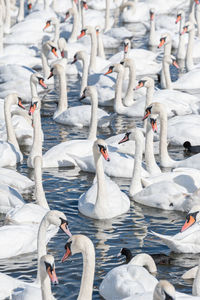 High angle view of swans swimming in lake