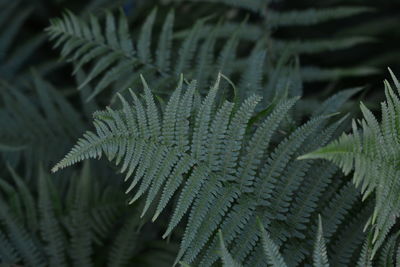 Close-up of fern leaves