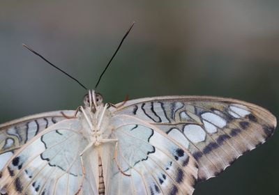 Close-up of butterfly