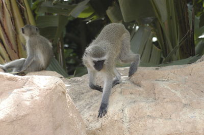 Monkey sitting on rock