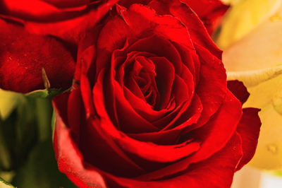 Close-up of rose bouquet