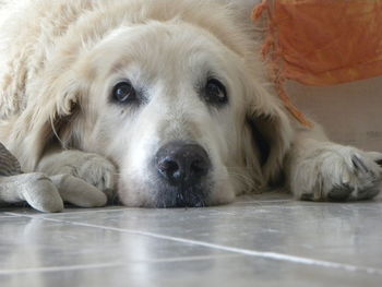 Close-up portrait of dog lying on floor