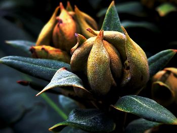 Close-up of plants growing outdoors