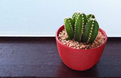 High angle view of succulent plant on table