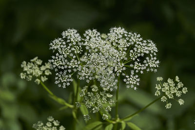 Close-up of white flowering plant on field