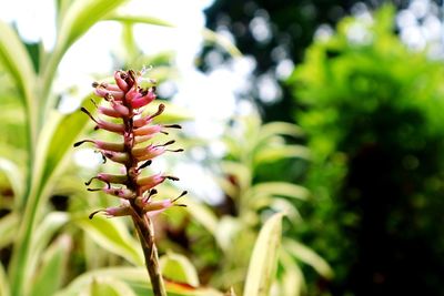 Close-up of pink flowering plant