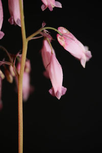 Close-up of pink rose flower