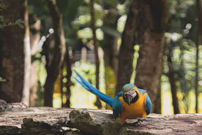 In front of a blue arara