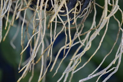 Close-up of dry leaves on branch