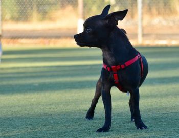 Black dog looking away