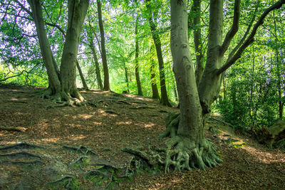 Trees growing in forest