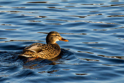 Female mallard or wild duck, anas platyrhynchos. close-up