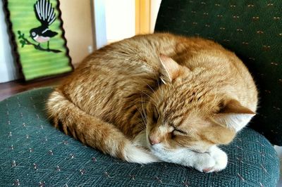 Cat sleeping on tiled floor