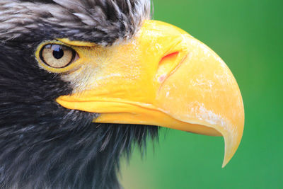 Close-up of a bird