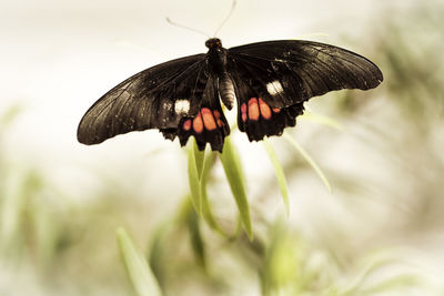 Close-up of butterfly pollinating on flower