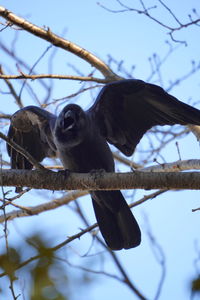 Low angle view of bird perching on branch