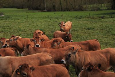 Cow grazing in field